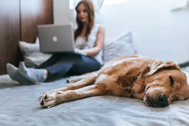 dog relaxing on bed 